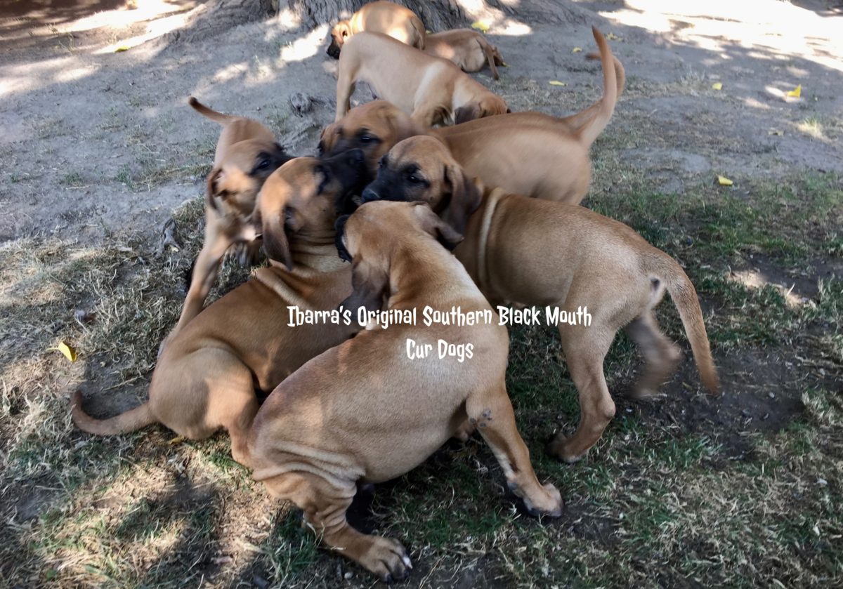 Are black mouth cur hunting dogs