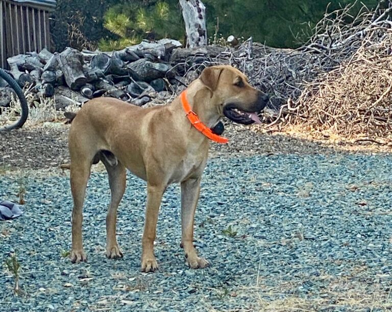 Black Mouth Cur Registries, Titles & Bloodlines Northern California